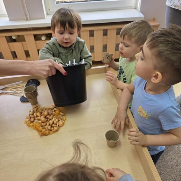 Małe rączki - wielkie sadzenie, od cebulki do szczypiorku - grupa III