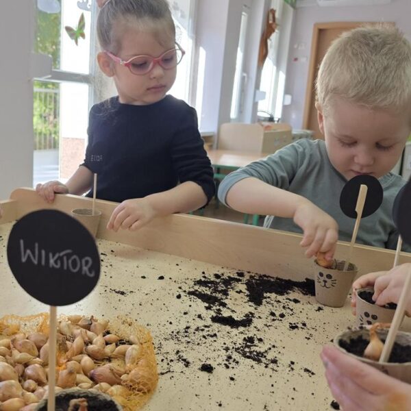 Małe rączki - wielkie sadzenie, od cebulki do szczypiorku - grupa III