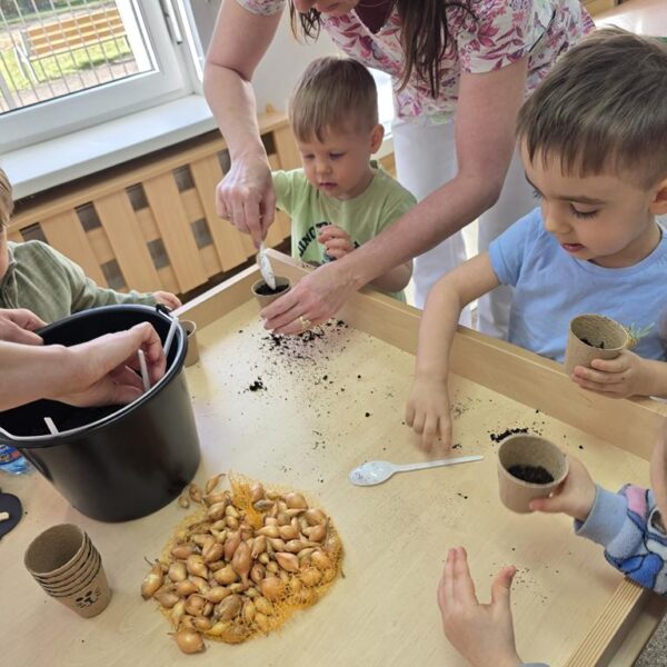 Małe rączki - wielkie sadzenie, od cebulki do szczypiorku - grupa III