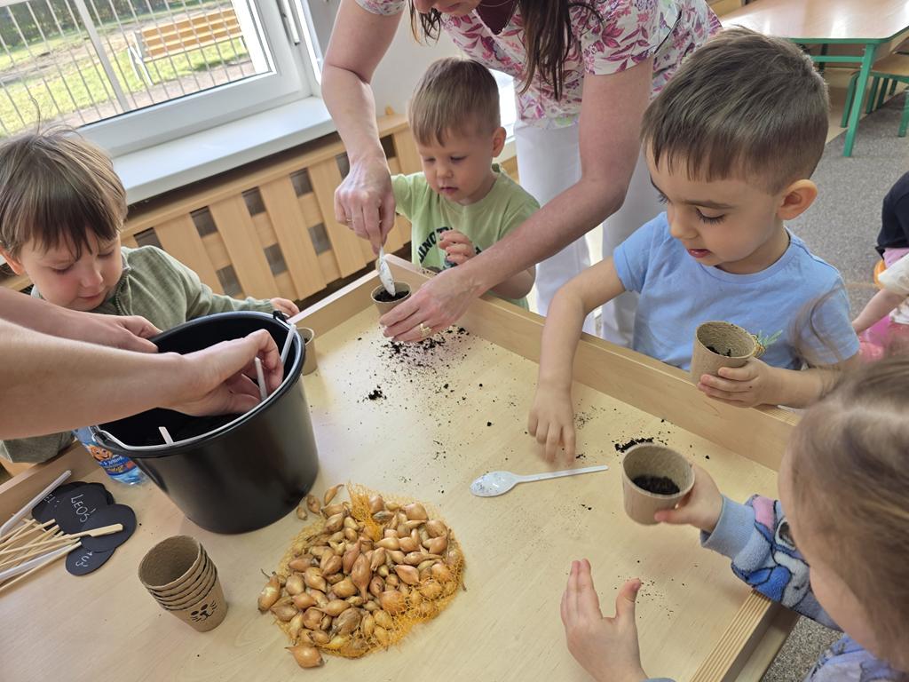 Małe rączki - wielkie sadzenie, od cebulki do szczypiorku - grupa III