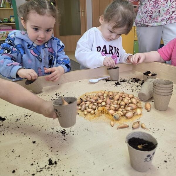 Małe rączki - wielkie sadzenie, od cebulki do szczypiorku - grupa III