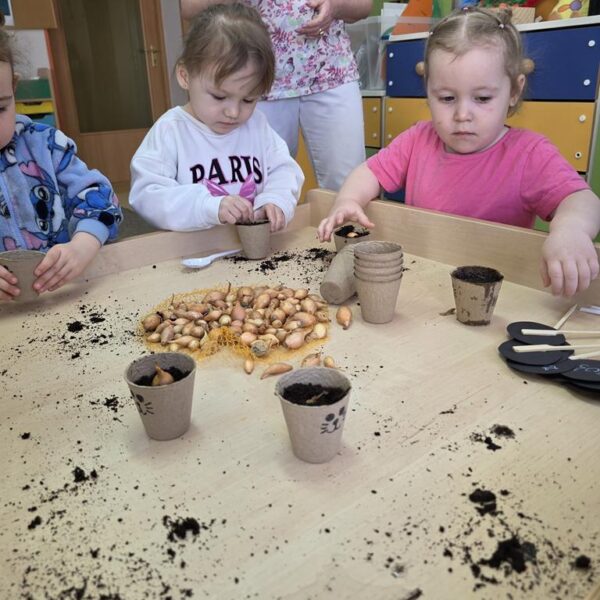 Małe rączki - wielkie sadzenie, od cebulki do szczypiorku - grupa III